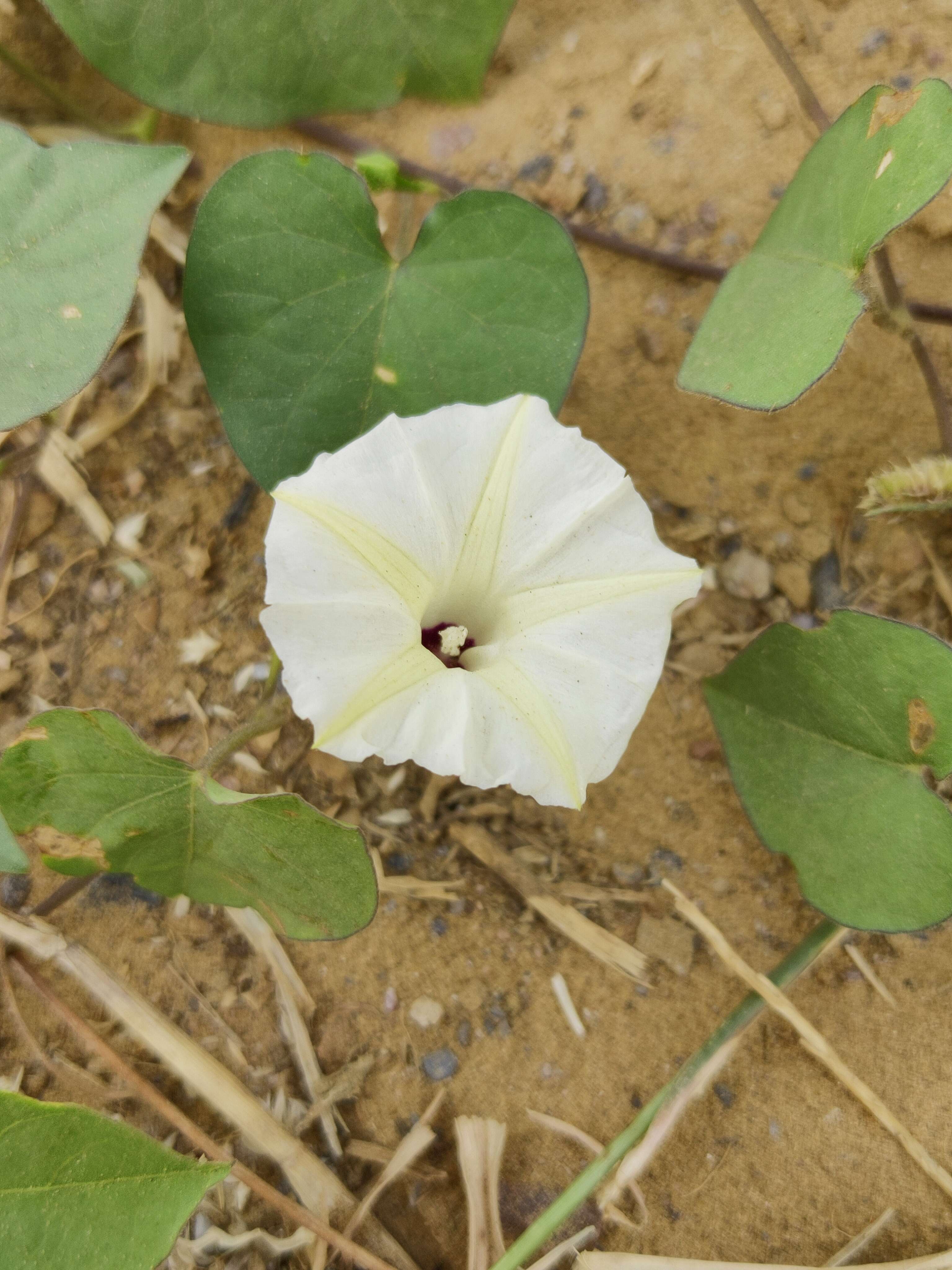 Image of Obscure Morning Glory