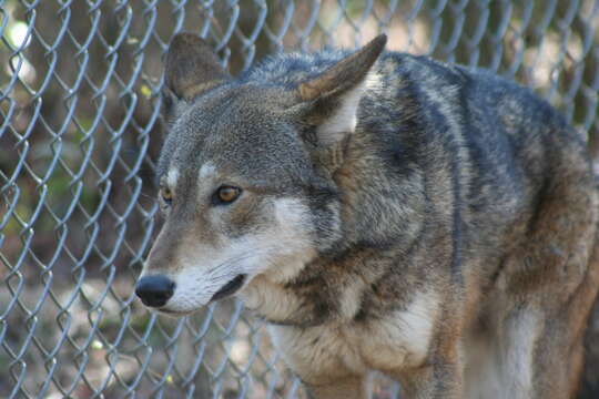 Image of Red wolf