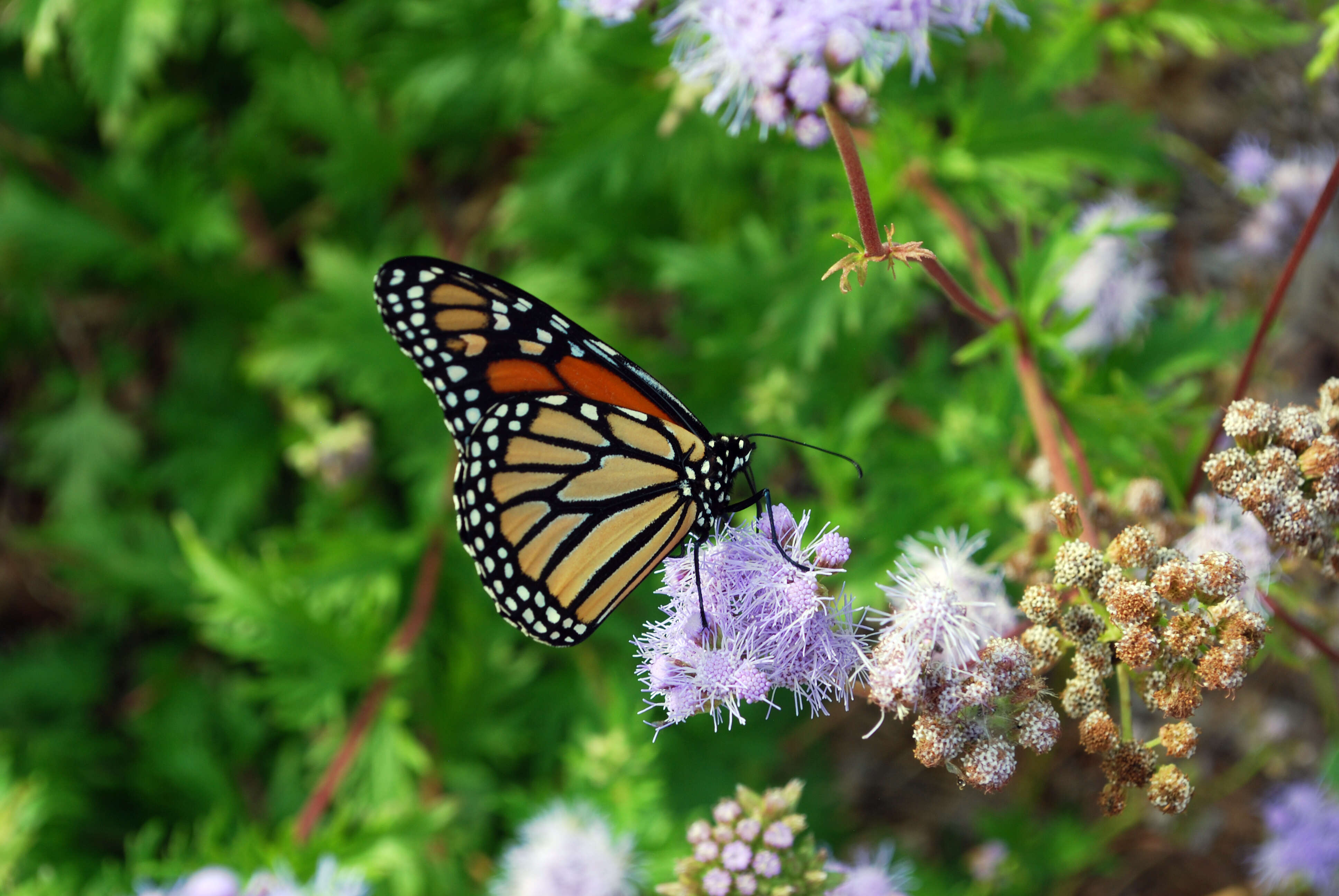 Image of Pinked Mistflower