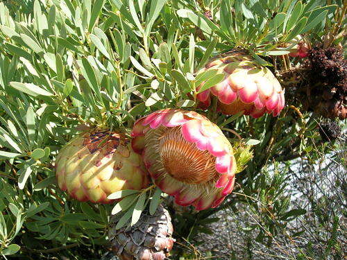 Image of Protea namaquana J. P. Rourke