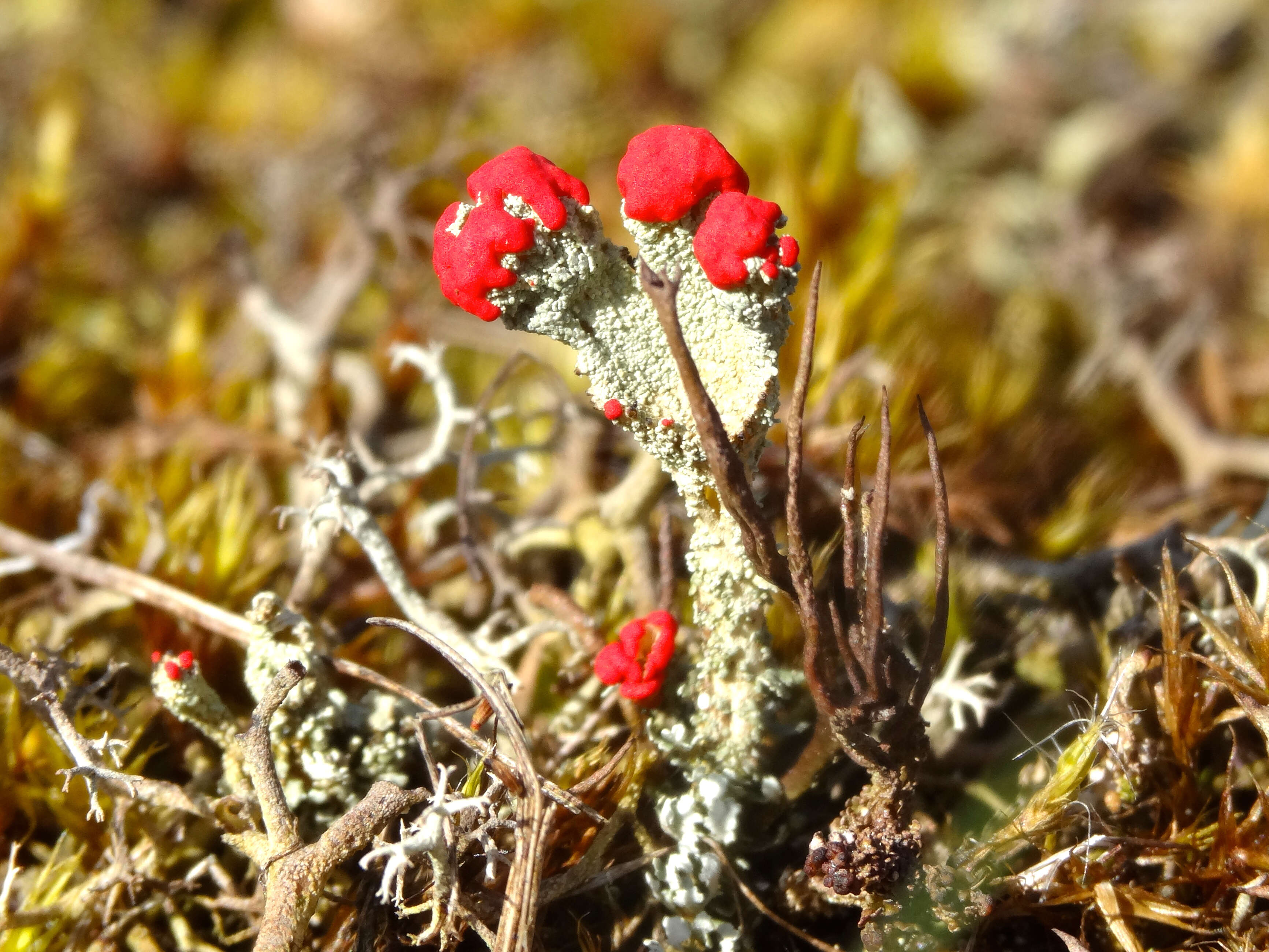 Image of Cladonia coccifera