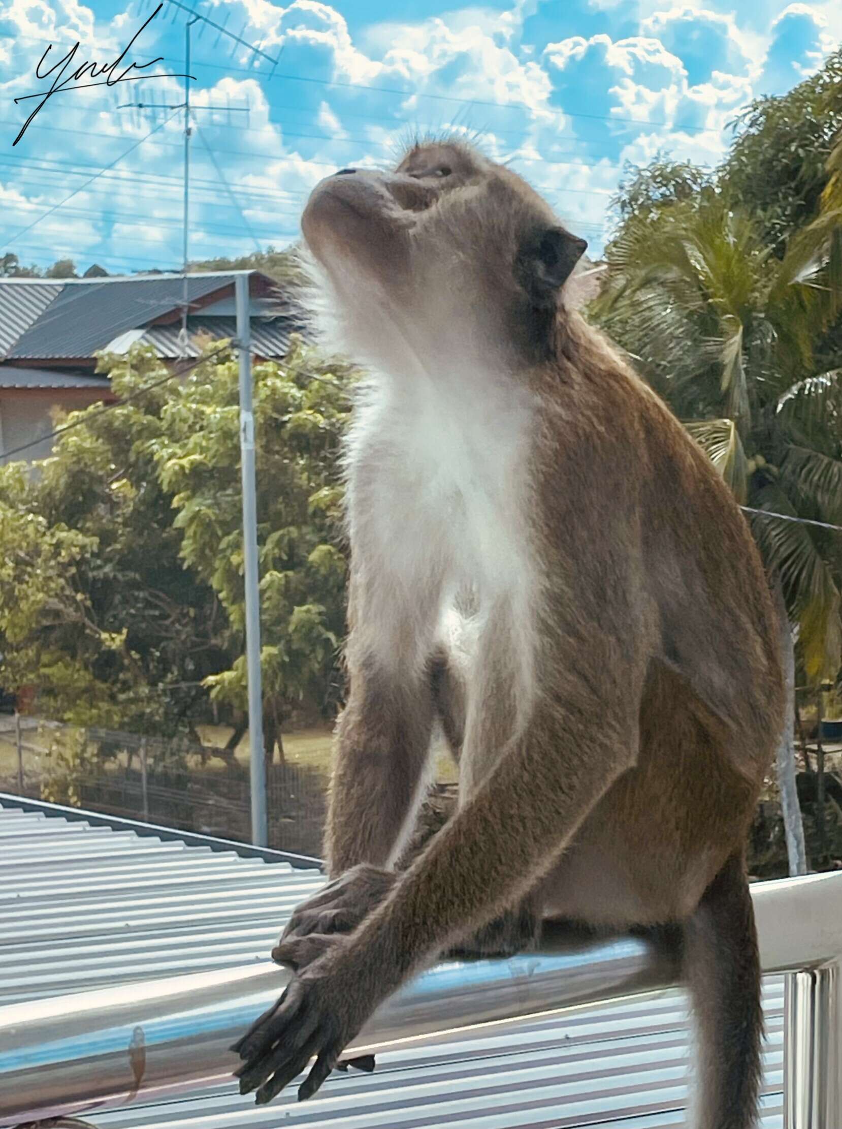 Image of Long-tailed Macaque