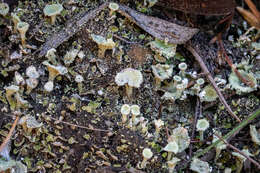 Image of cup lichen