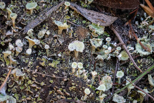 Image of cup lichen