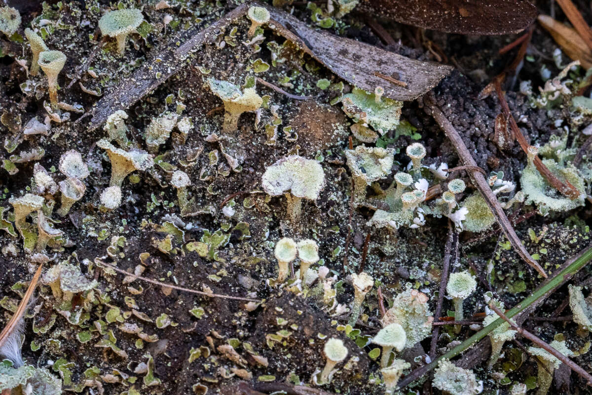 Image of cup lichen