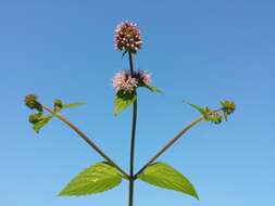 Image of Water Mint