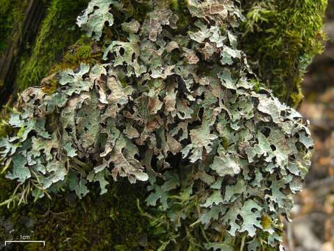 Image of shield lichen