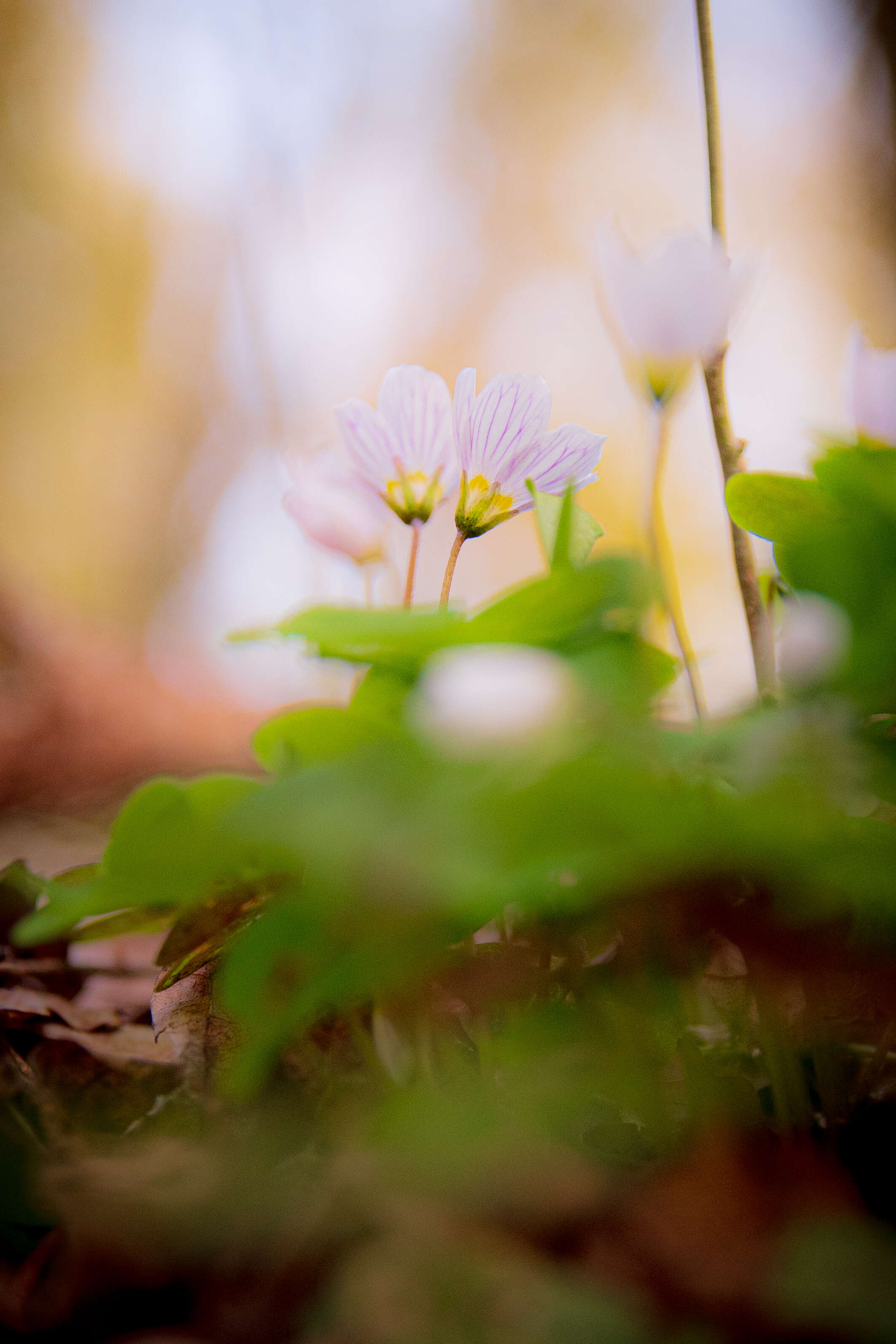 Imagem de Oxalis acetosella L.