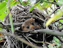 Image of hazel dormouse