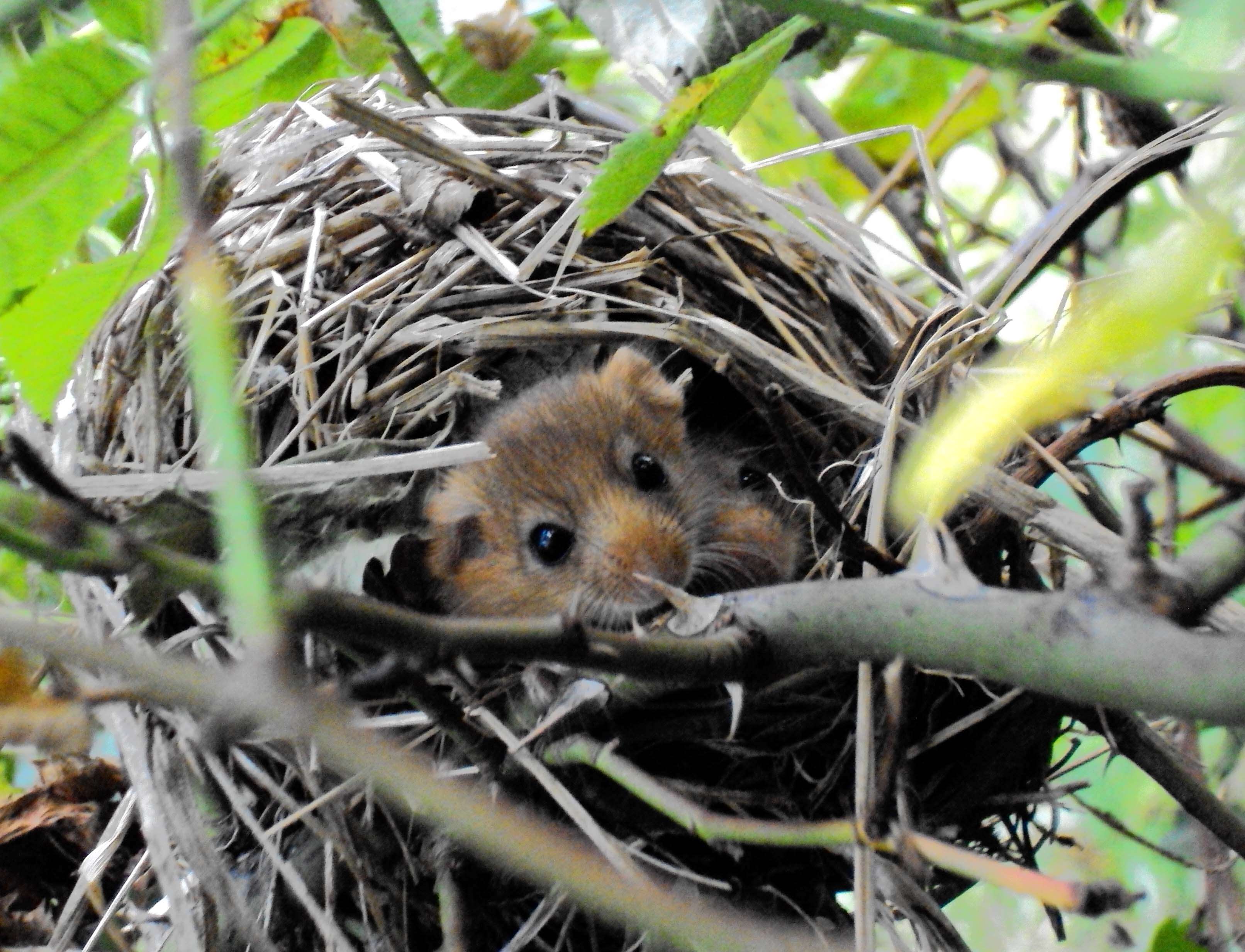 Image of hazel dormouse