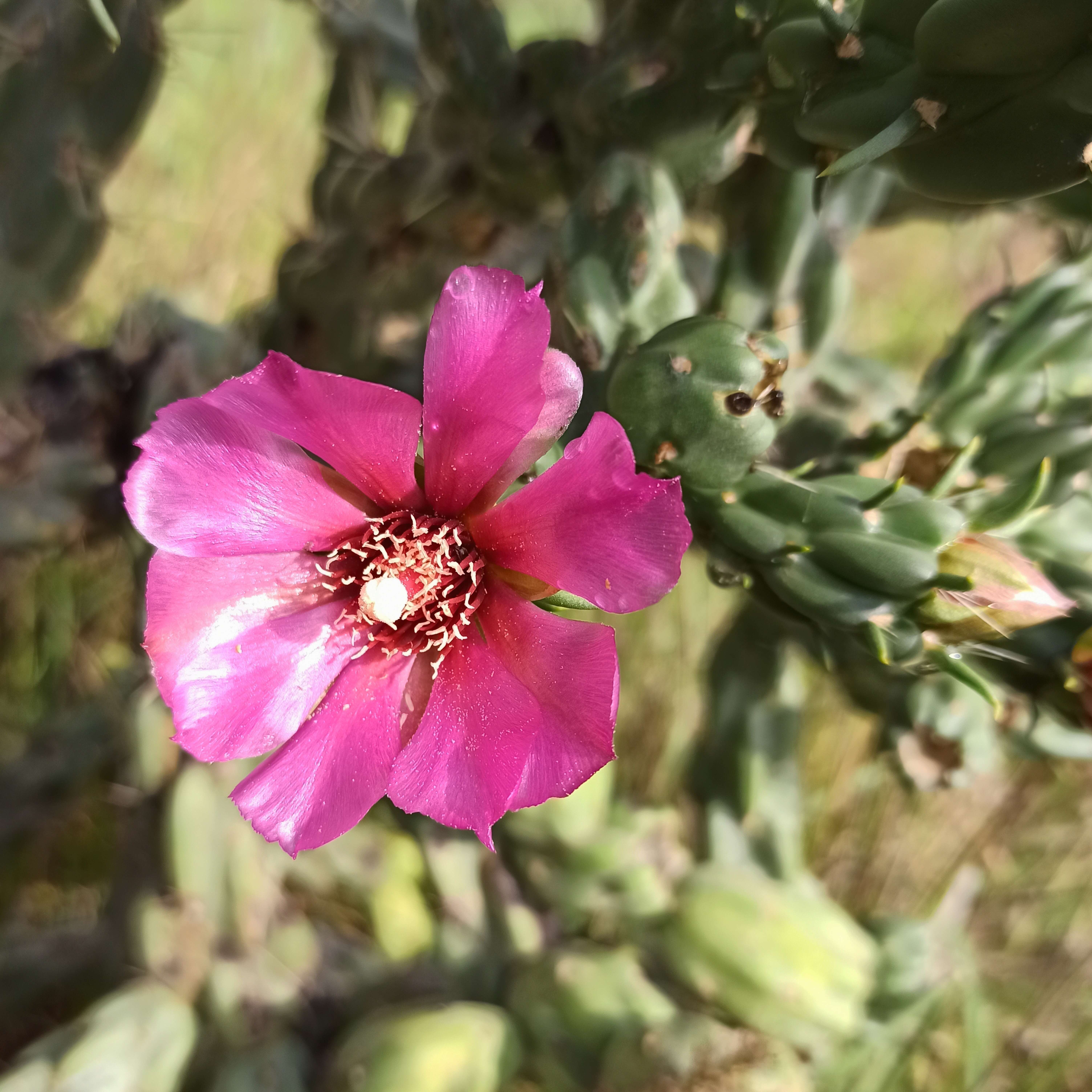 Image de Cylindropuntia imbricata (Haw.) F. M. Knuth