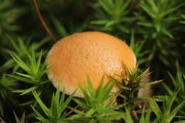 Image of Suillus bovinus (L.) Roussel 1796