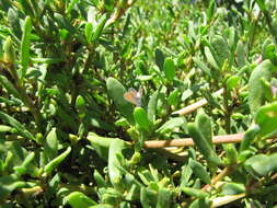 Image of Western pygmy blue