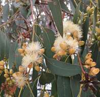 Image de Eucalyptus prava L. A. S. Johnson & K. D. Hill