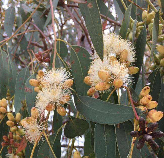 Image of Eucalyptus prava L. A. S. Johnson & K. D. Hill