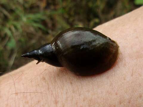 Image of Great Pond Snail