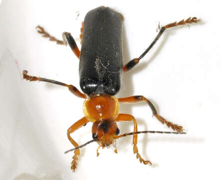 Image of Cantharis livida