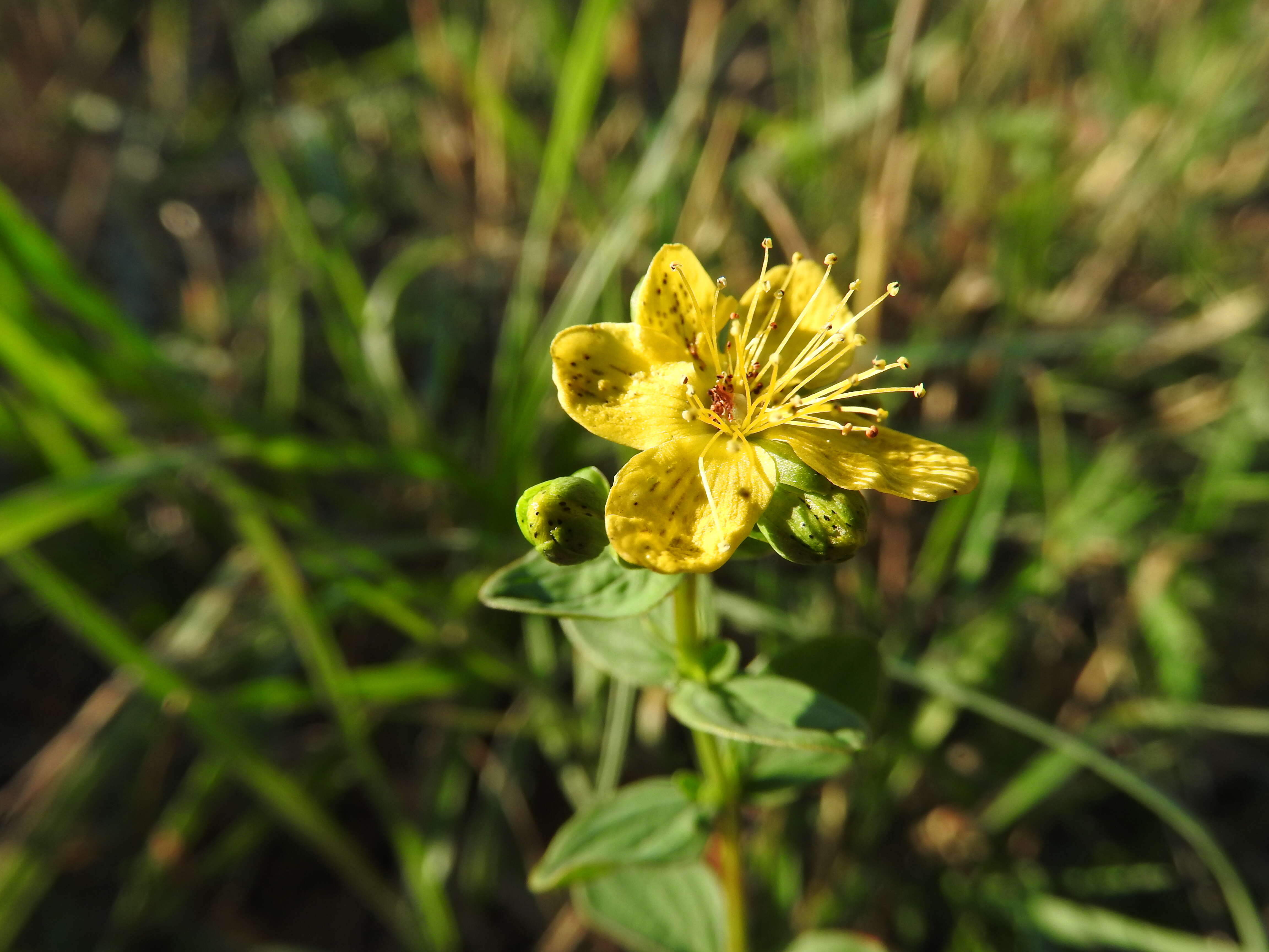 Image of spotted St. Johnswort