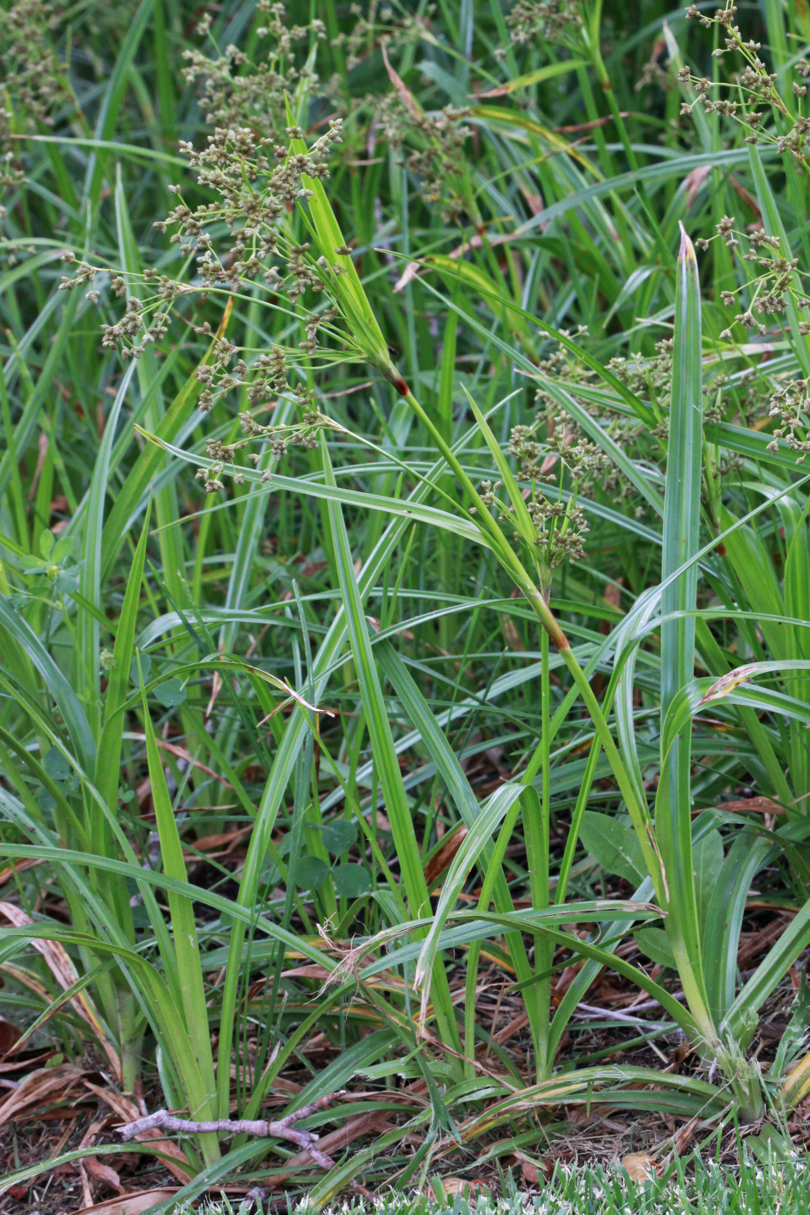 Image of panicled bulrush