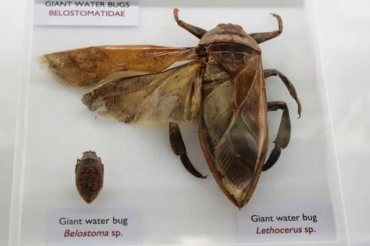 Image of giant water bugs