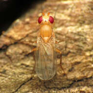 Image of Sobarocephala lachnosternum Melander & Argo 1924