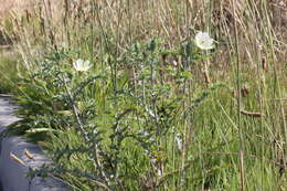 Image of pale Mexican pricklypoppy