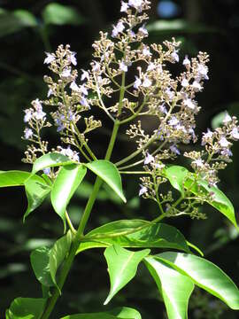 Image of smallflower chaste-tree