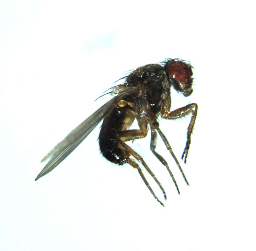 Image of Drosophila pseudoobscura Frolova 1929