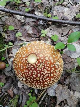 Image of Royal Fly Agaric