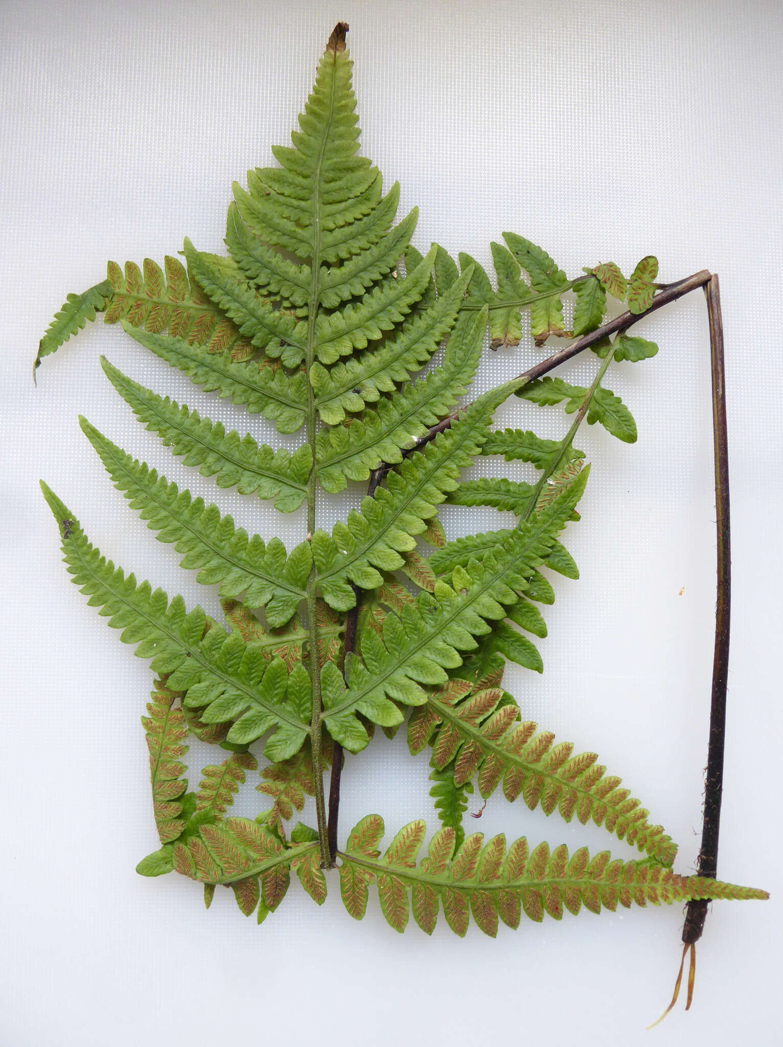 Image of Petersen's-Spleenwort