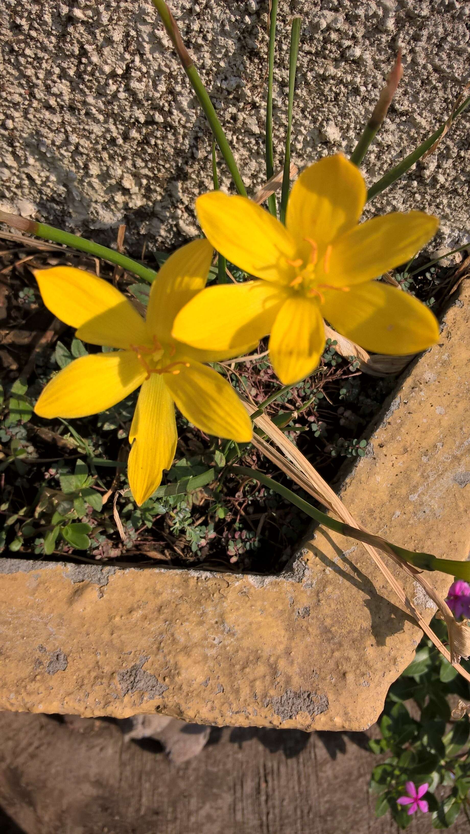 Image of citron zephyrlily