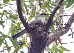 Image of Black-faced Cuckoo-shrike