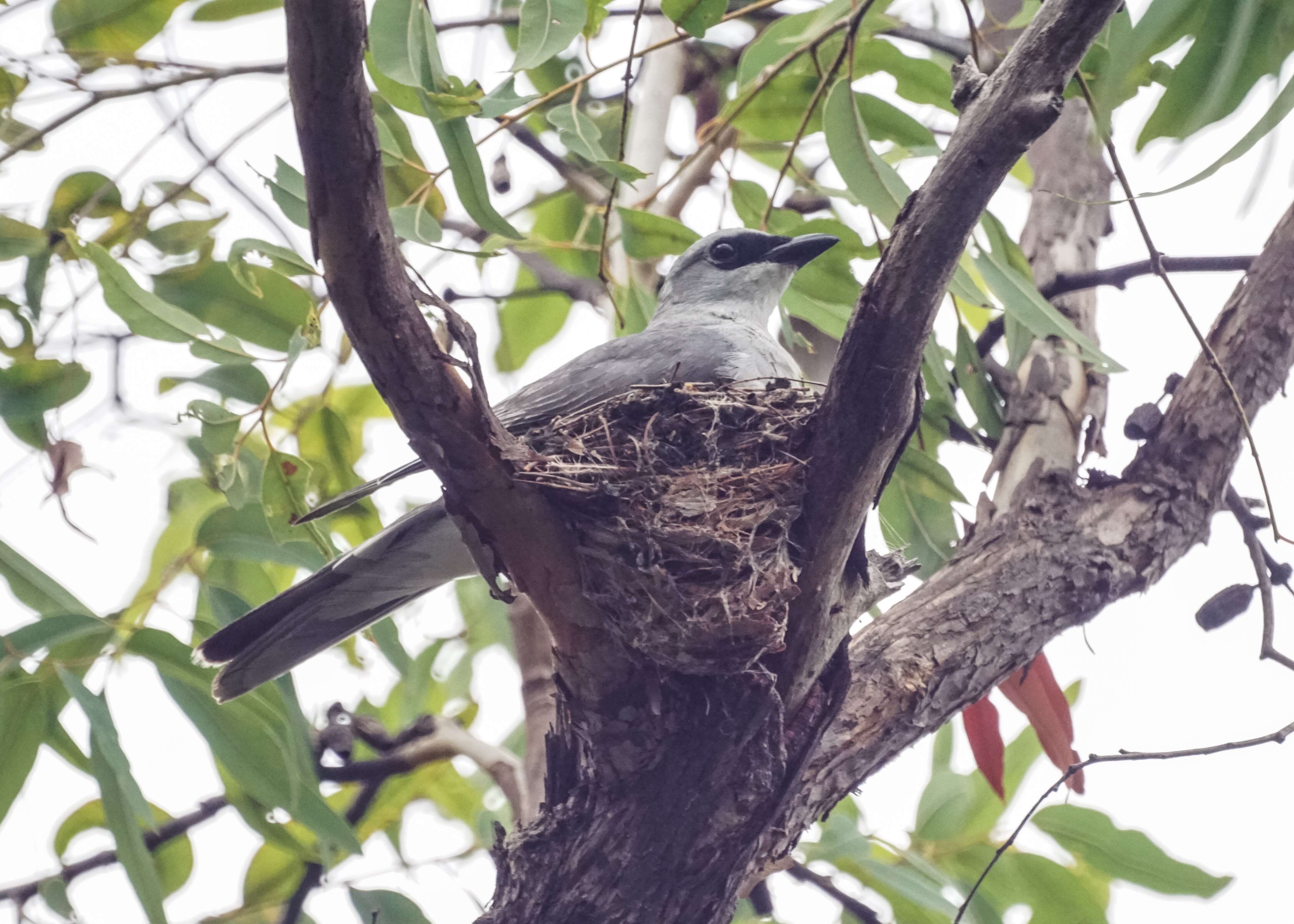 Image of Black-faced Cuckoo-shrike