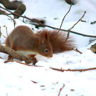 Image of Eurasian red squirrel