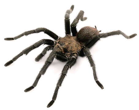 Image of Texas Tan Tarantula