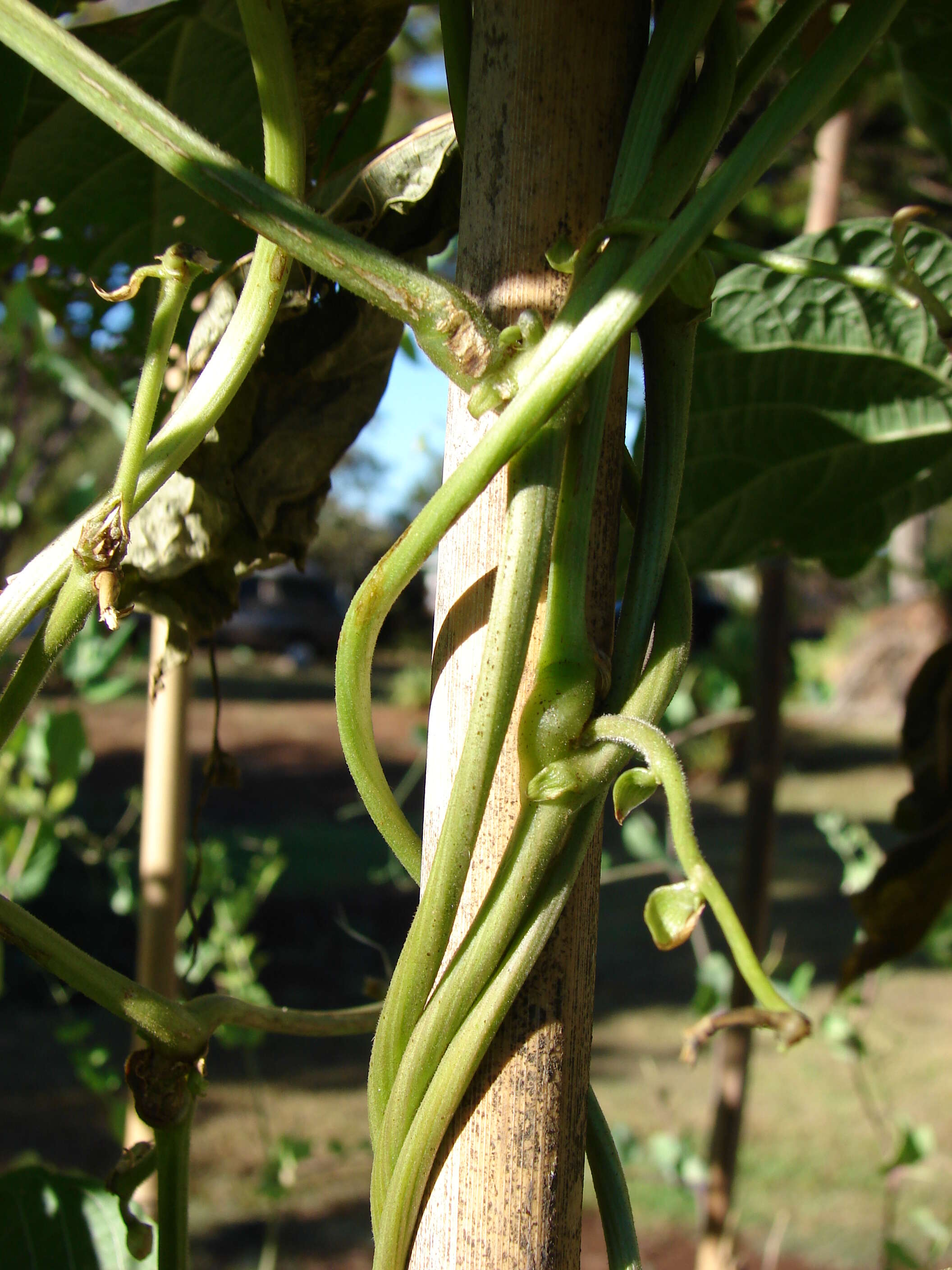 Image of kidney bean