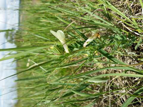 Image of smooth yellow vetch