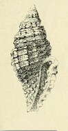 Image of Raphitoma enginaeformis