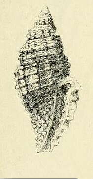 Image of Raphitoma enginaeformis