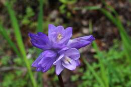 صورة Dichelostemma capitatum (Benth.) Alph. Wood