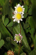 Image of Goose daisy