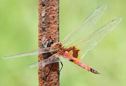 Tramea basilaris (Palisot de Beauvois 1817) resmi