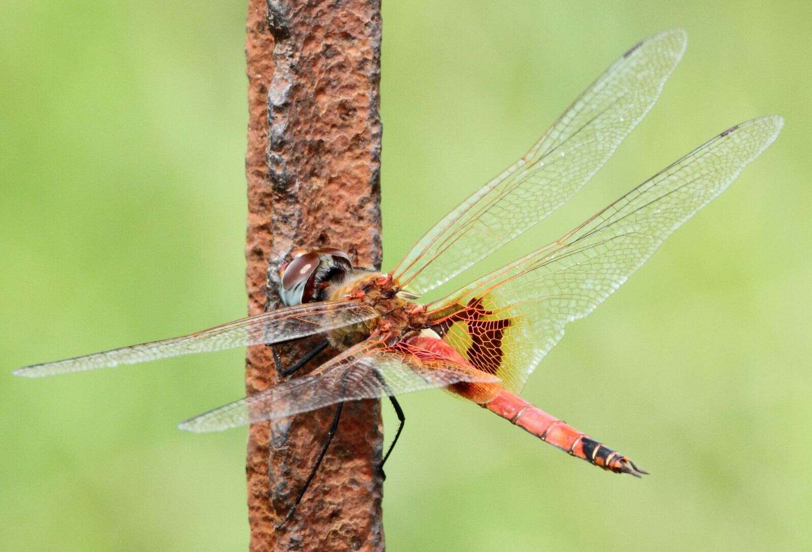 Image of Keyhole Glider