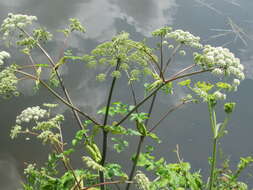 Image of wild angelica