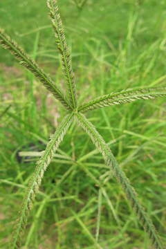 Image of Indian goosegrass