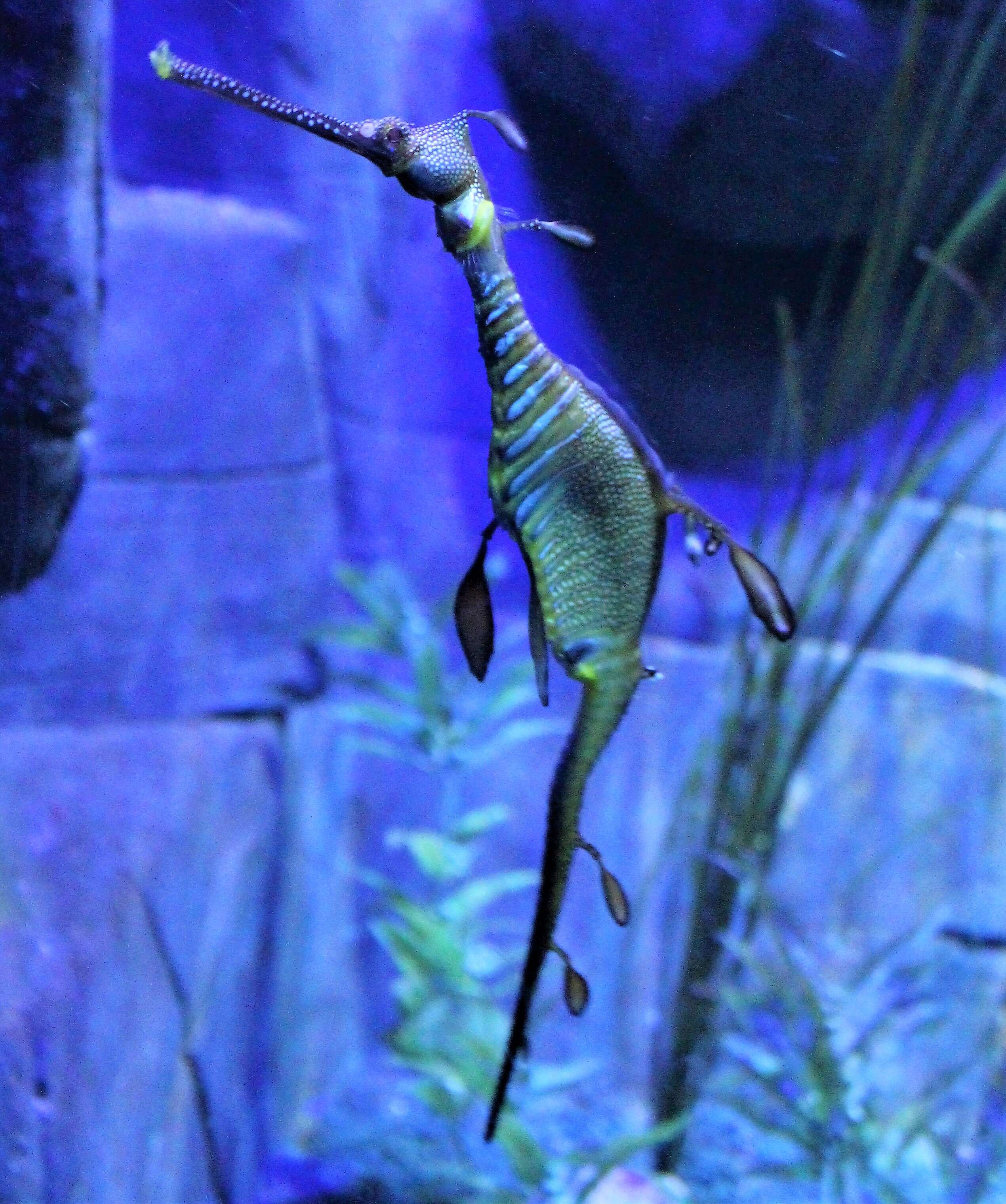 صورة Phyllopteryx