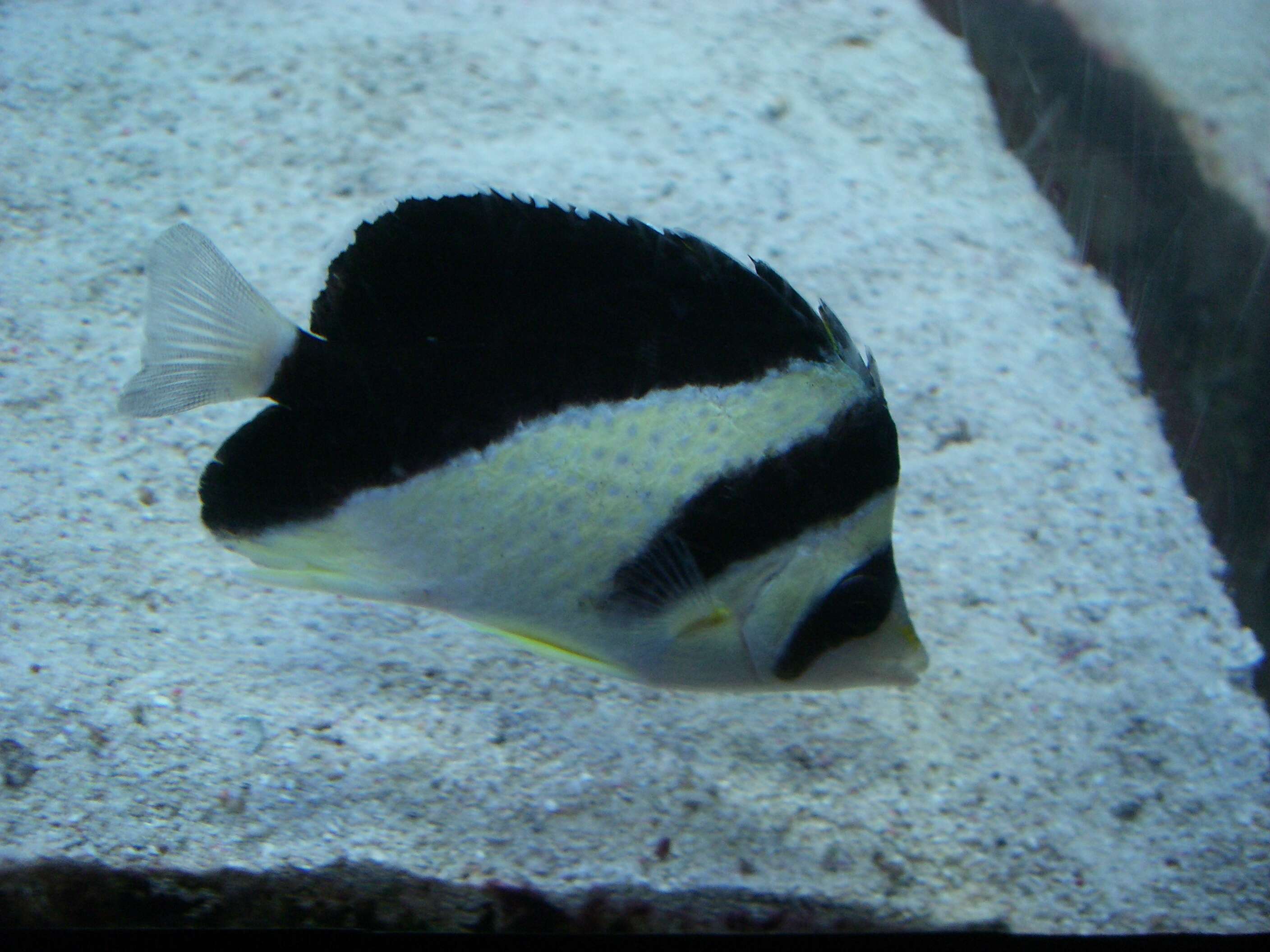 Image of Black-barred Butterflyfish