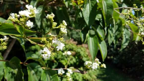 Image of Heptacodium