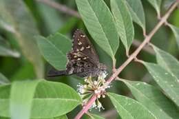 Image of Dorantes Longtail