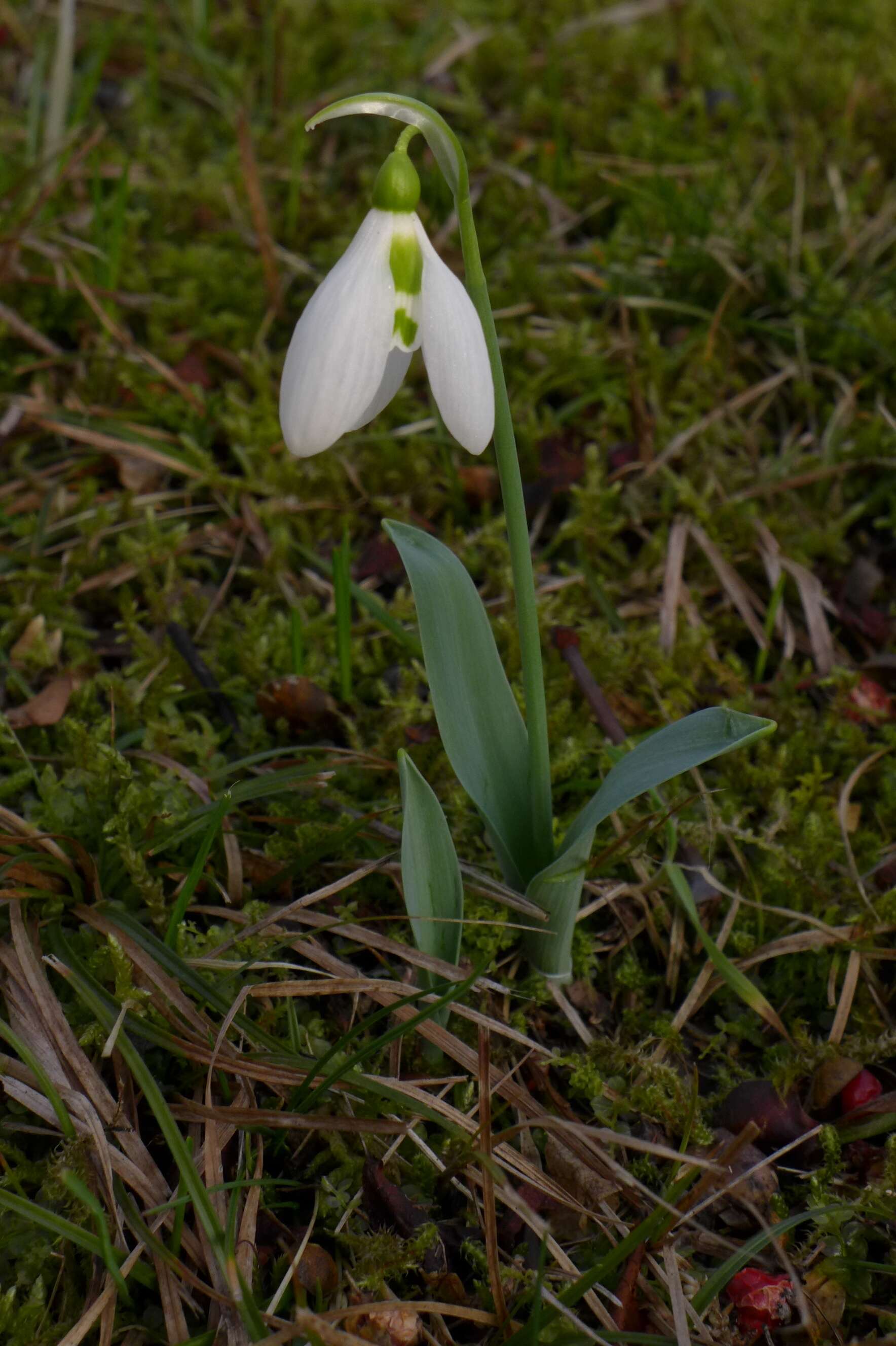 Image of giant snowdrop